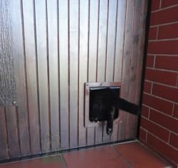 CAT MATE Drzwi magnetyczne dla kota klapka 2 sposoby wejść brązowe