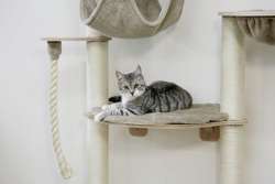 Drapak hamak półka legowisko kota na ścianę 138cm