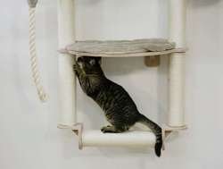 Drapak hamak półka legowisko kota na ścianę 138cm