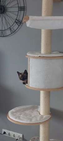 KERBL Dolomit drapak kota drzewko legowisko hamak budka na ścianę 168cm