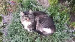 Kocimiętka suszone liście wabik dla kota Trixie