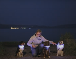 Obroża psa świecąca migająca LED Trixie 50 cm M-L