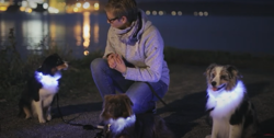 Obroża psa świecąca migająca LED Trixie 50 cm M-L