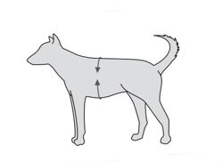 Uprząż pas szelki rehabilitacyjne psa M do 25 kg